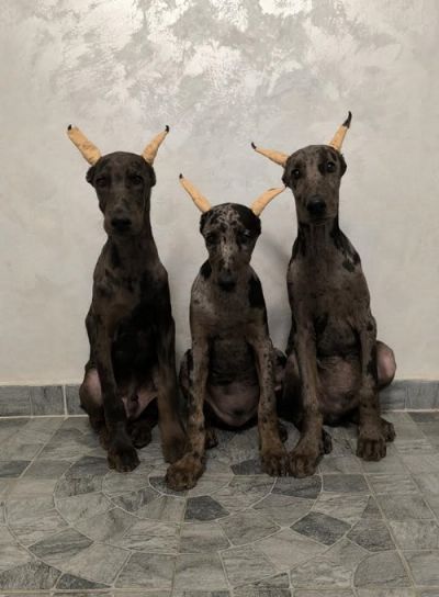 Doberman 